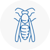 Broughty Ferry Wasp Nest Removal